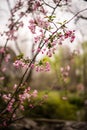 Pink Cherry blossomsÃ¯Â¼ÅSakura Royalty Free Stock Photo